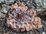 Phaeotremella frondosa image