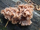Phaeotremella frondosa image