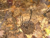 Xylaria liquidambaris image