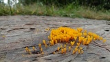 Dacryopinax spathularia image