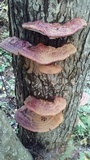 Ganoderma sessile image