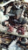 Ascocoryne sarcoides image