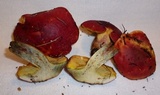 Boletus purpureorubellus image