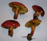 Boletus purpureorubellus image