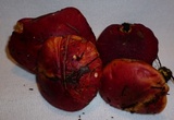 Boletus purpureorubellus image