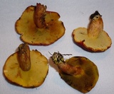 Boletus purpureorubellus image