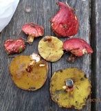 Boletus purpureorubellus image