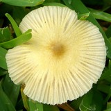 Bolbitius lacteus image