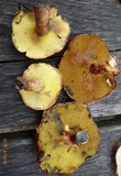 Boletus purpureorubellus image