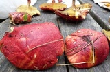 Boletus purpureorubellus image
