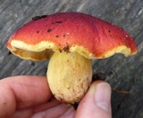 Boletus purpureorubellus image