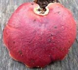 Boletus purpureorubellus image