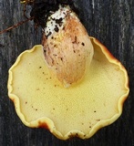Boletus purpureorubellus image