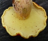 Boletus purpureorubellus image