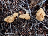Spathulariopsis velutipes image
