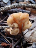 Spathulariopsis velutipes image