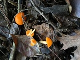 Humidicutis marginata image