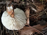 Rhodocollybia butyracea image