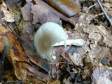 Amanita farinosa image