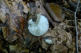 Amanita farinosa image