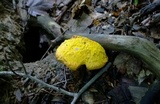 Buchwaldoboletus hemichrysus image