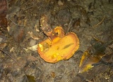 Buchwaldoboletus hemichrysus image