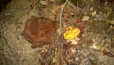 Buchwaldoboletus hemichrysus image