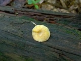 Callistosporium luteo-olivaceum image