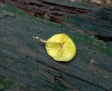 Callistosporium luteo-olivaceum image
