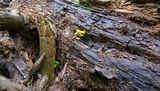 Callistosporium luteo-olivaceum image
