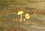Callistosporium luteo-olivaceum image