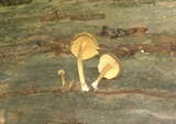 Callistosporium luteo-olivaceum image