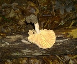 Lactarius marylandicus image