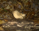 Lactarius marylandicus image