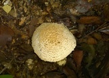 Amanita ravenelii image