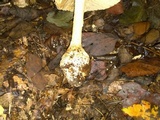 Amanita ravenelii image