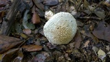 Amanita ravenelii image