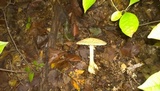 Amanita ravenelii image