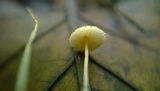 Crinipellis setipes image