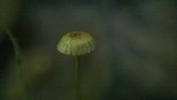 Crinipellis setipes image
