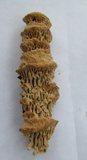 Daedalea quercina image