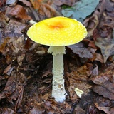 Amanita muscaria f. guessowii image