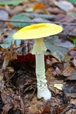 Amanita muscaria f. guessowii image