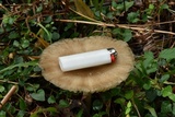 Megacollybia rodmanii image