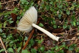Megacollybia rodmanii image