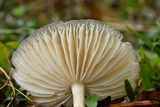 Megacollybia rodmanii image