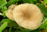 Bolbitius lacteus image
