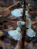 Hemimycena candida image