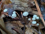 Marasmius capillaris image