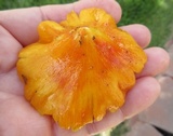 Hygrocybe acutoconica image